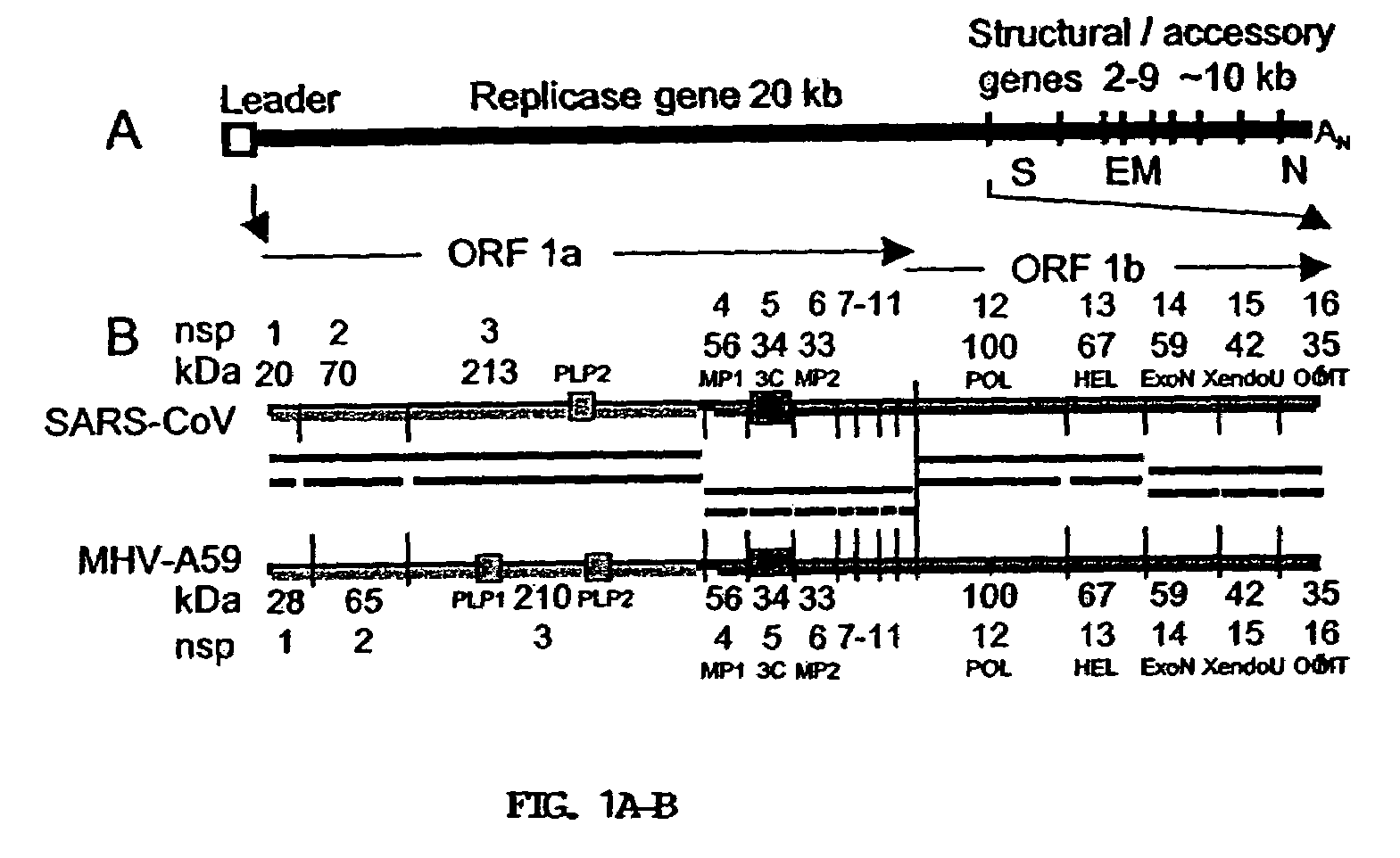 Live attenuated coronavirus vaccines