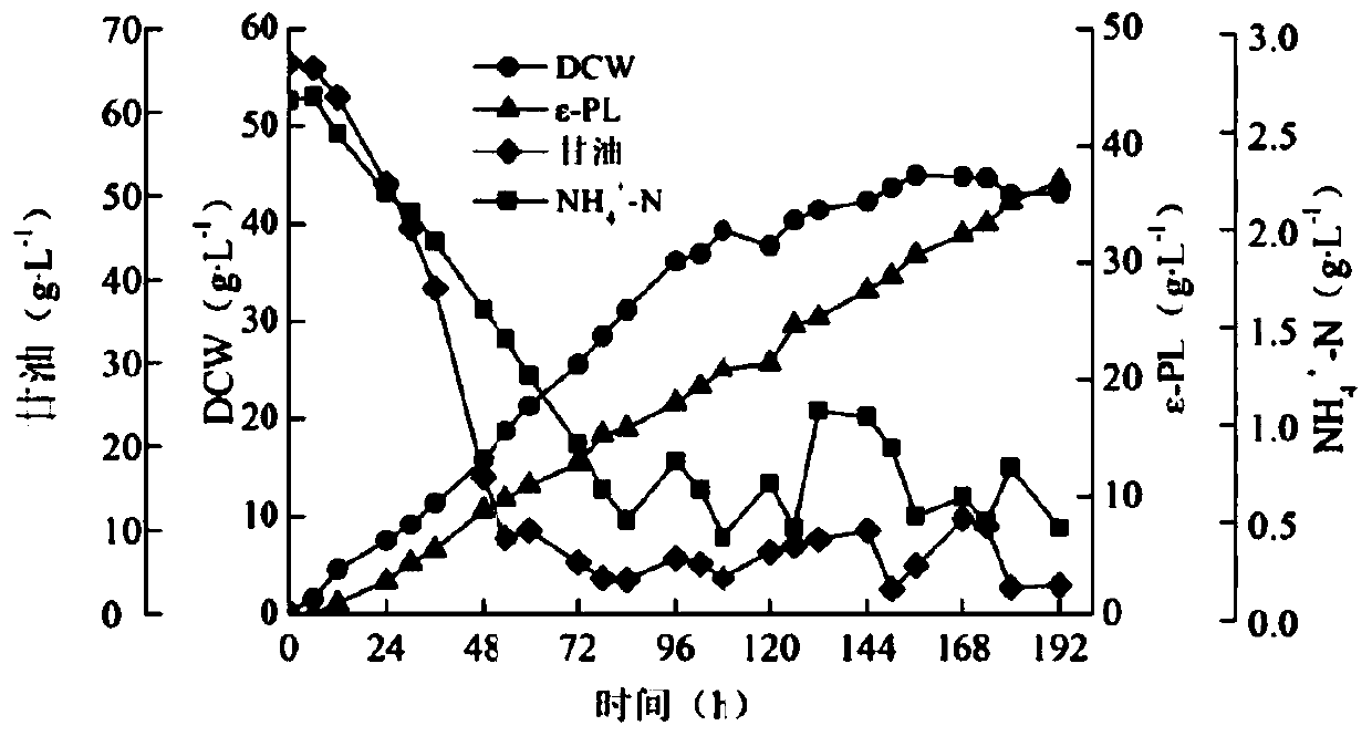 Streptomyces sp. for producing epsilon-polylysine and application of streptomyces sp.