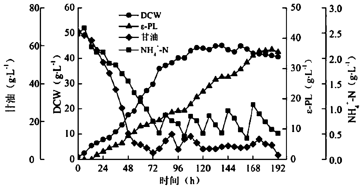 Streptomyces sp. for producing epsilon-polylysine and application of streptomyces sp.