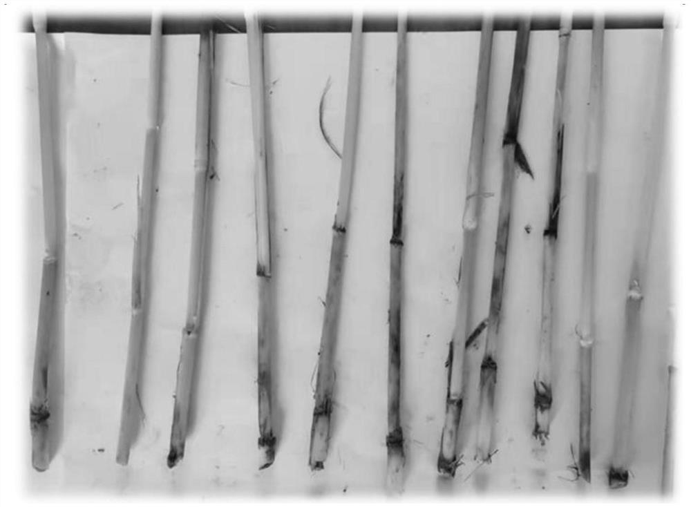 Efficient multifunctional water-soluble fertilizer and preparation method thereof