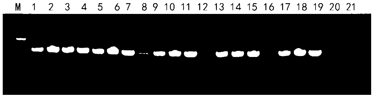 Rapid identification method for pathogenic fungi