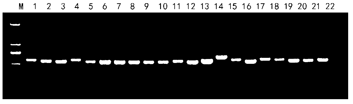 Rapid identification method for pathogenic fungi