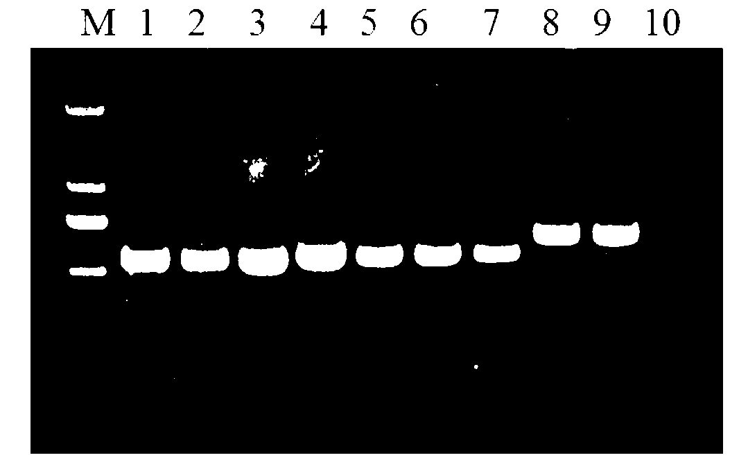 Rapid identification method for pathogenic fungi