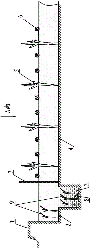 Crab-rice symbiotic planting-breeding pool and comprehensive temperature-adjusting method thereof