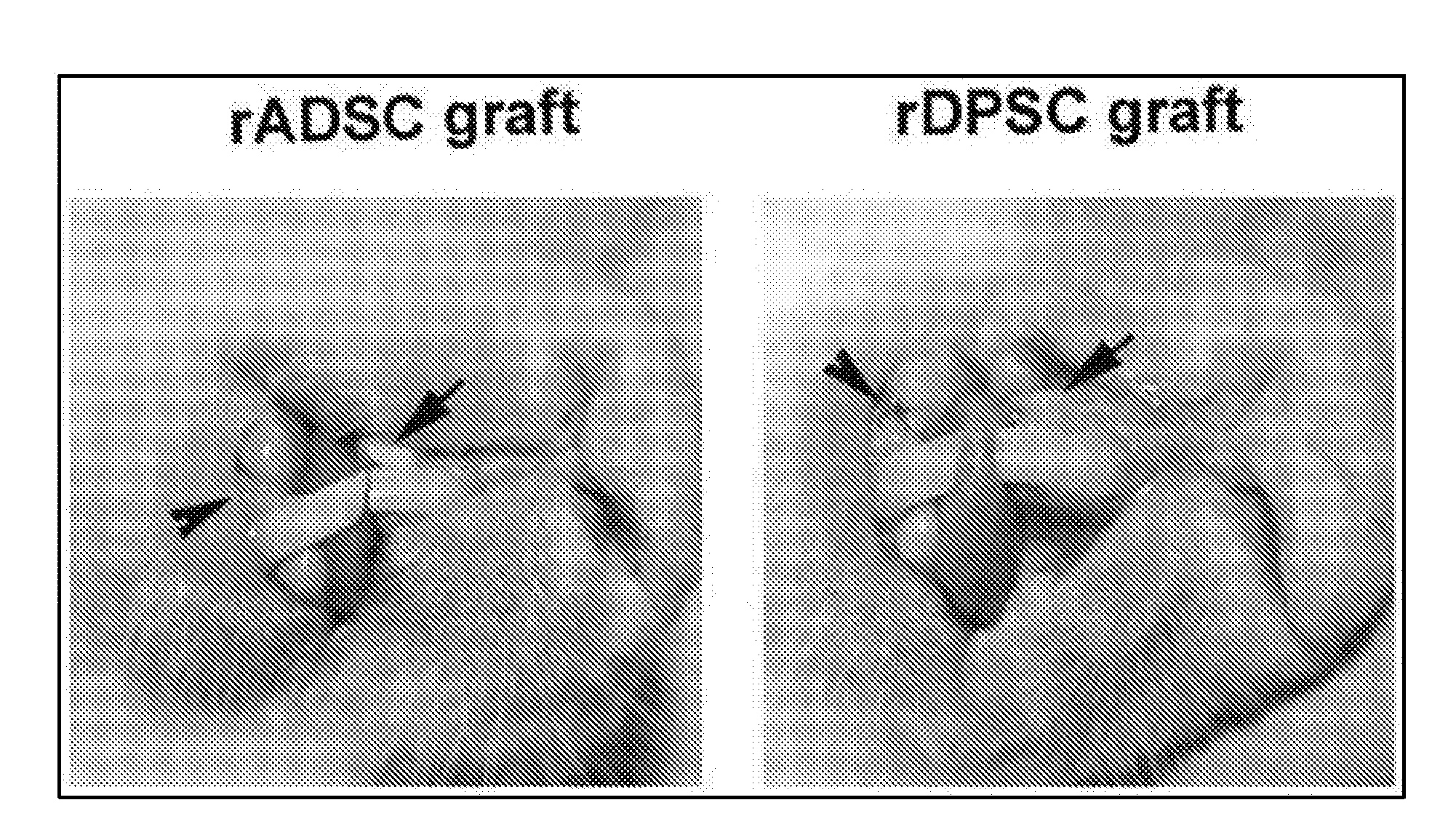 Method of implanting mesenchymal stem cells for natural tooth regeneration in surgically prepared extraction socket and compositions thereof