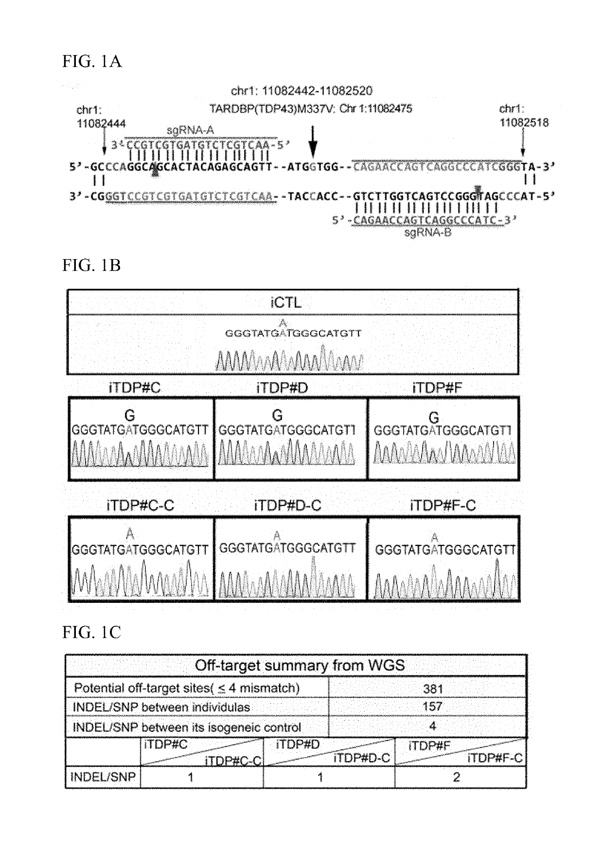 Nuclear paraspeckle assembly transcript 1 as therapeutic targeting in neurodegeneration