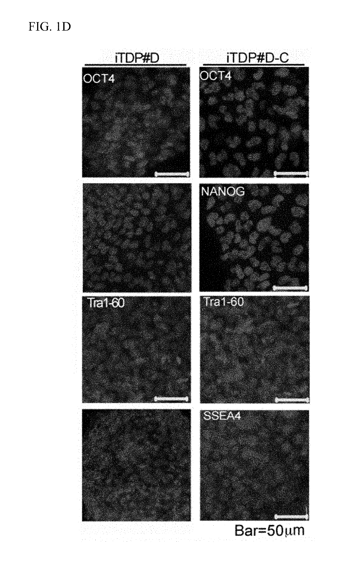 Nuclear paraspeckle assembly transcript 1 as therapeutic targeting in neurodegeneration