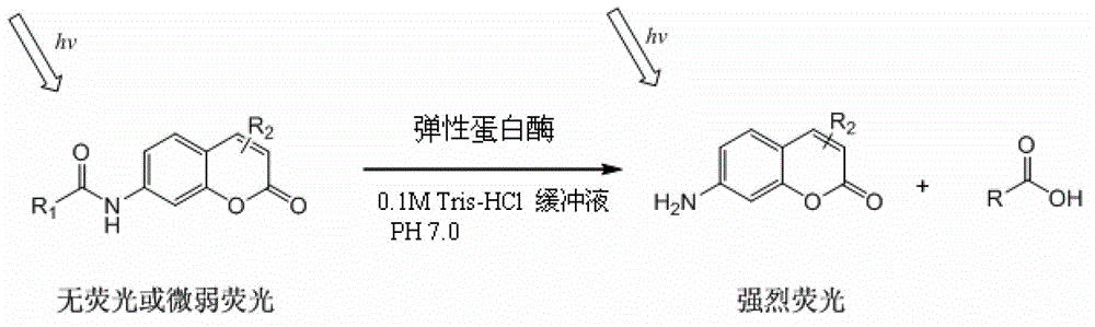 Coumarin derivatives, preparation method of coumarin derivatives, and elastase activity detection method and kit