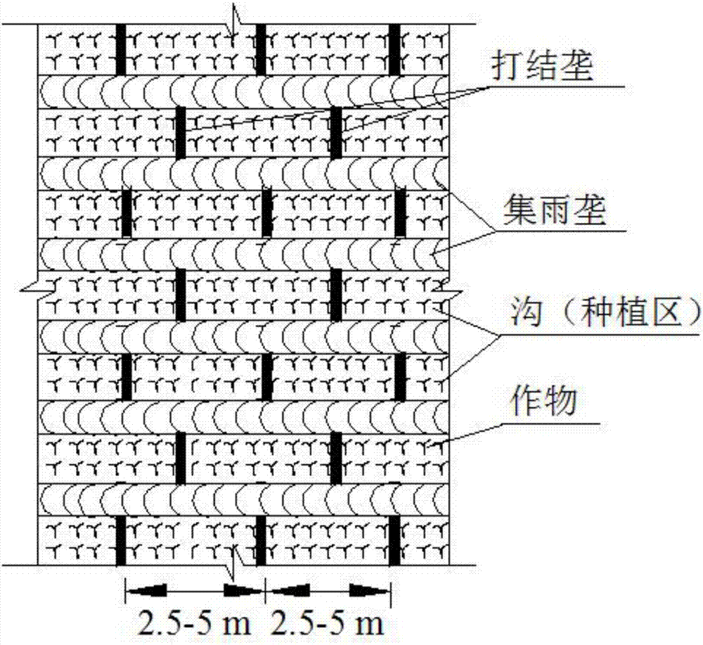 Knot-ridging, furrowing, rain-collecting and planting method for semi-arid gentle-slope land