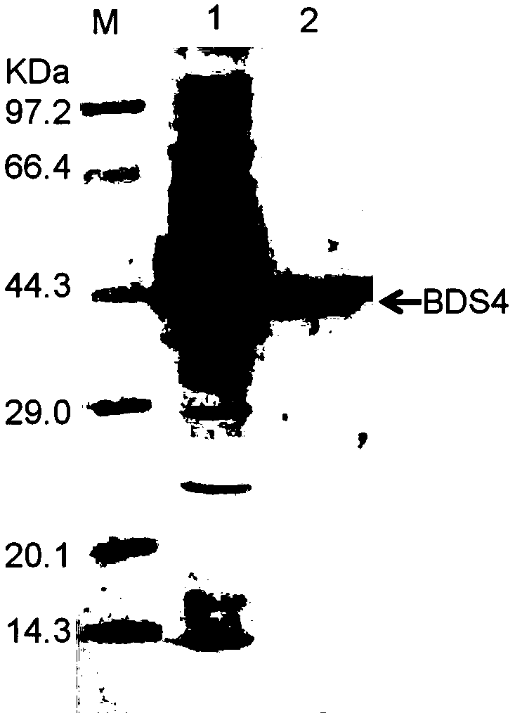 Novel feruloyl esterase and preparation method and application thereof