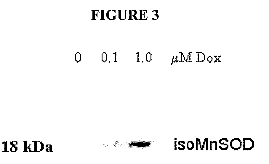 Compositions and methods for inhibiting an isoform of human manganese superoxide dismutase