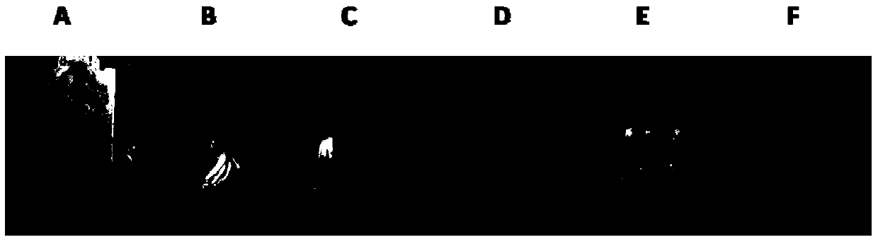 A method for isolating and culturing chicken embryonic pulmonary artery smooth muscle cells