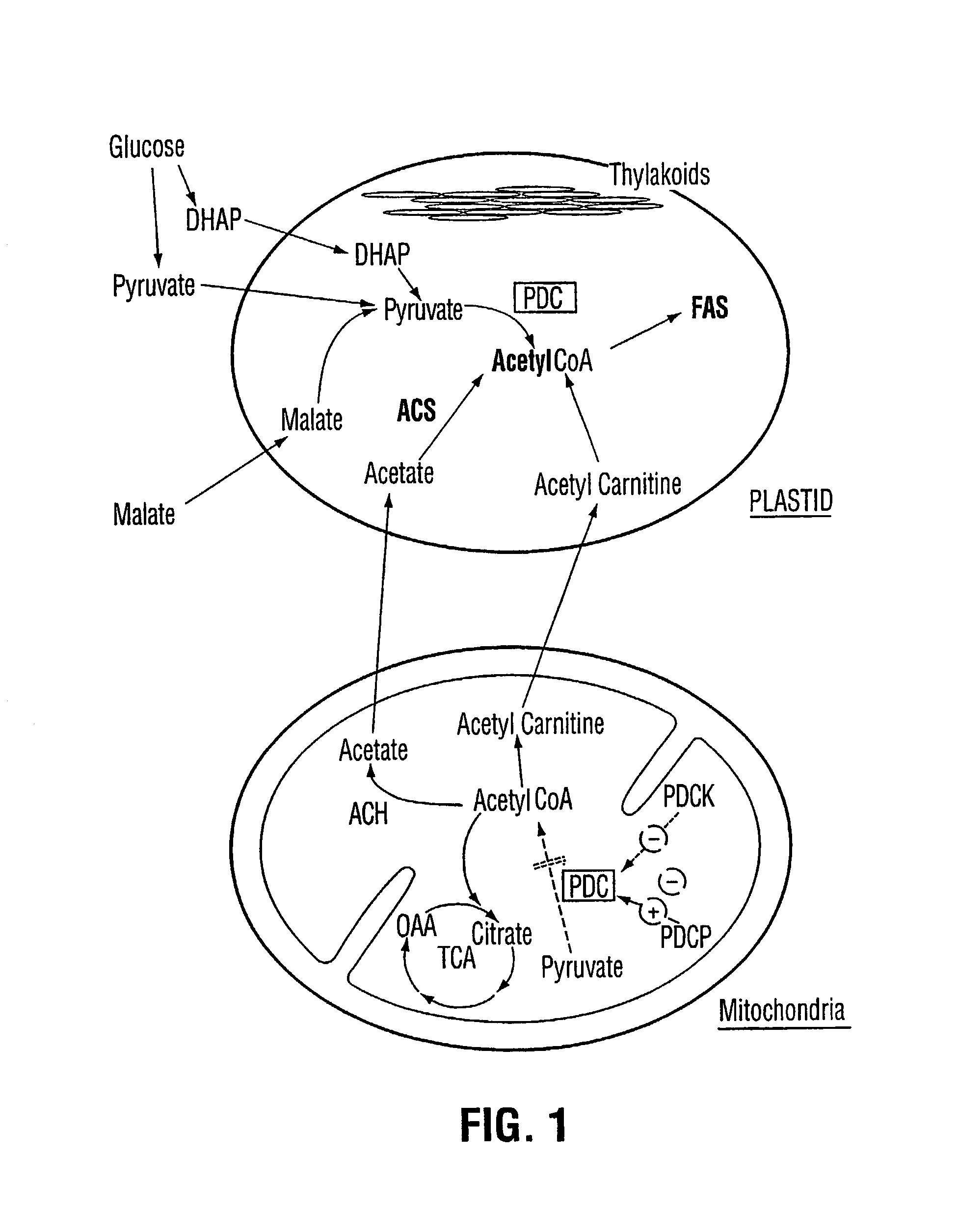 Plant pyruvate dehydrogenase kinase gene