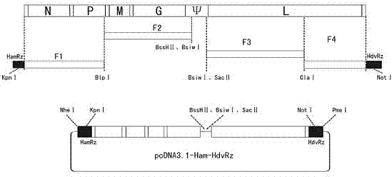 Recombinant virus of standard attack strain CVS-11 and preparation method thereof