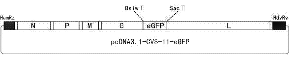 Recombinant virus of standard attack strain CVS-11 and preparation method thereof