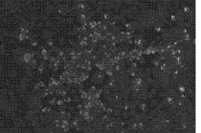 Recombinant virus of standard attack strain CVS-11 and preparation method thereof