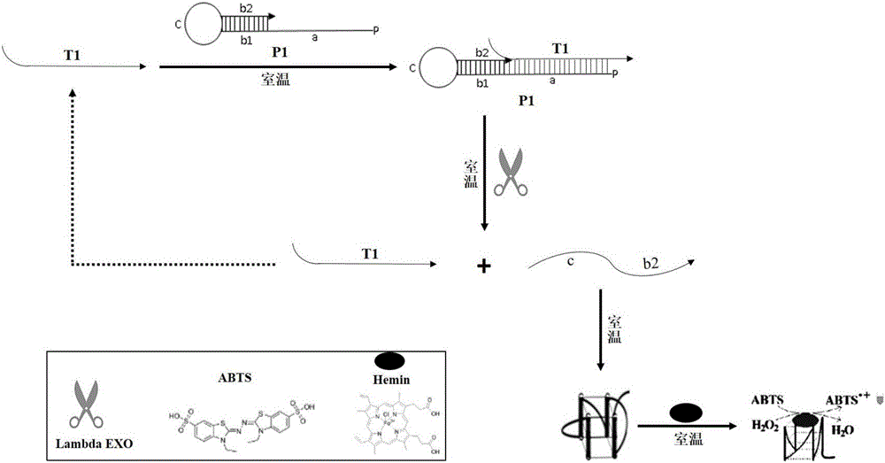 Oligonucleotide probe