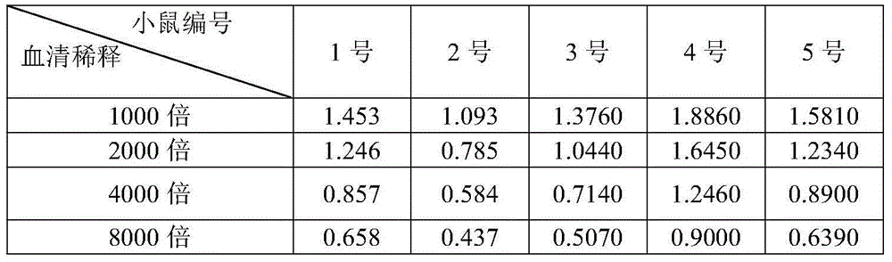 CyHV-2 (Cyprinid Herpesvirus 2) monoclonal antibody, hybridoma cell and application of CyHV-2 monoclonal antibody