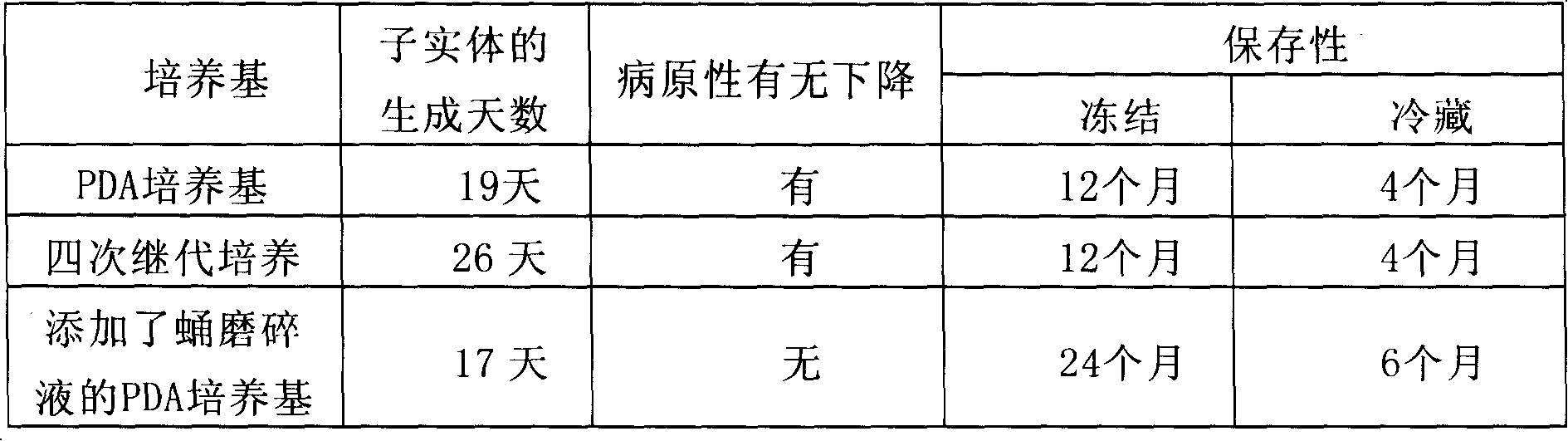 Method for producing insect parasitic bacteria fruit body