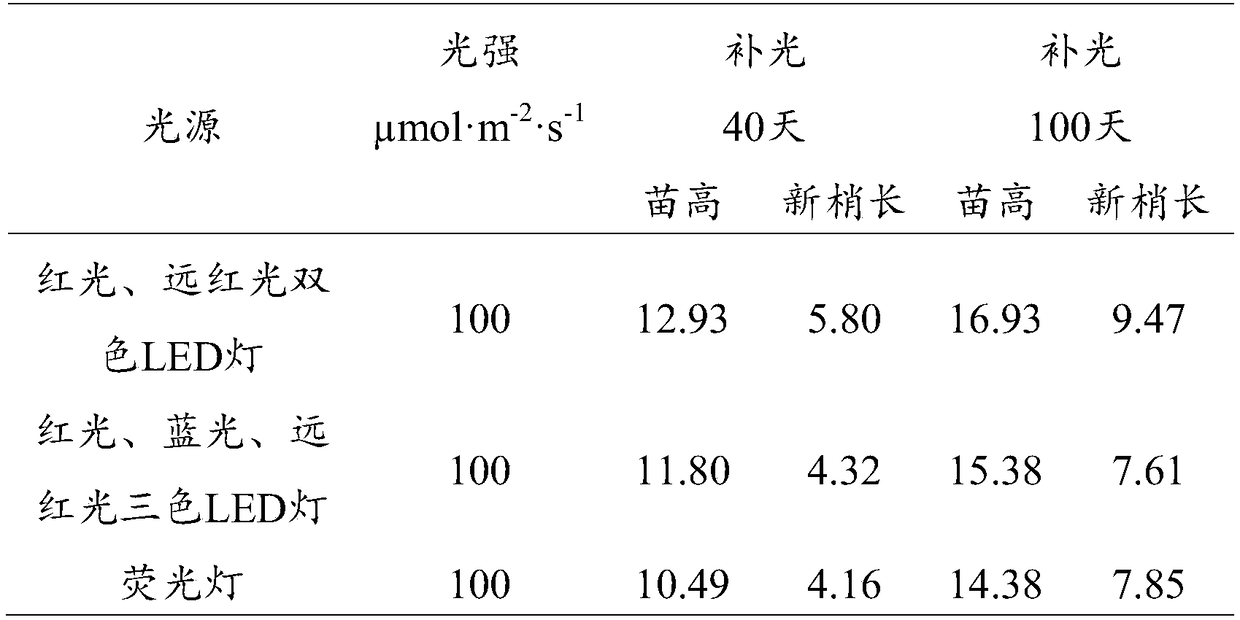 Optical spectrum and ratio adapted to growth of young seedlings of European spruces