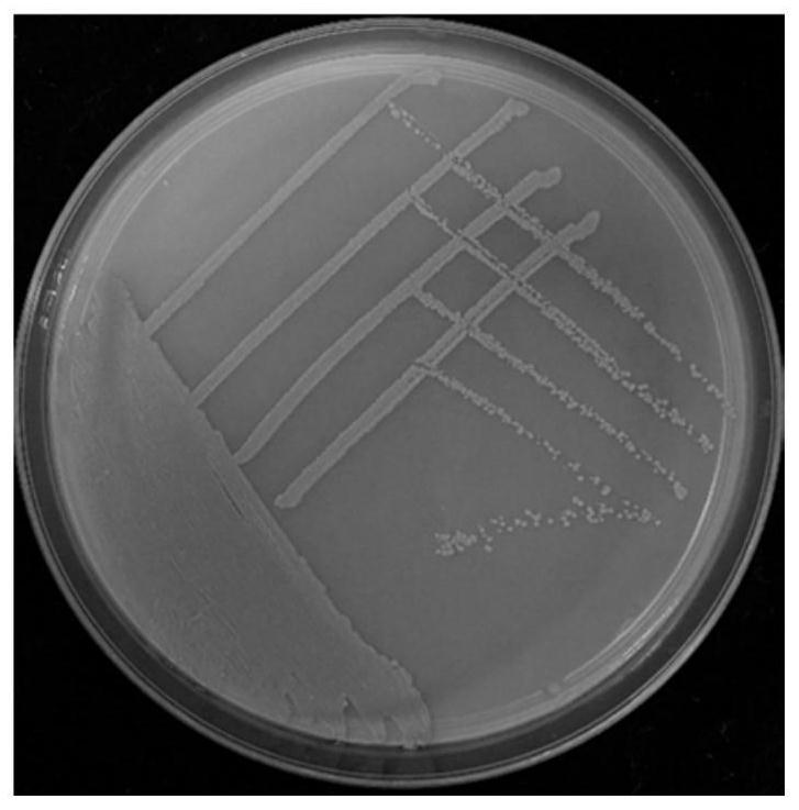 Actinomycete strain SCAUT001 and application thereof