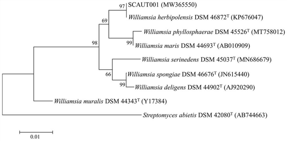 Actinomycete strain SCAUT001 and application thereof