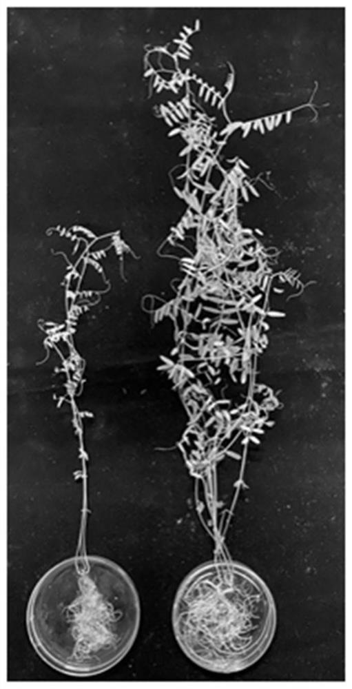 Actinomycete strain SCAUT001 and application thereof