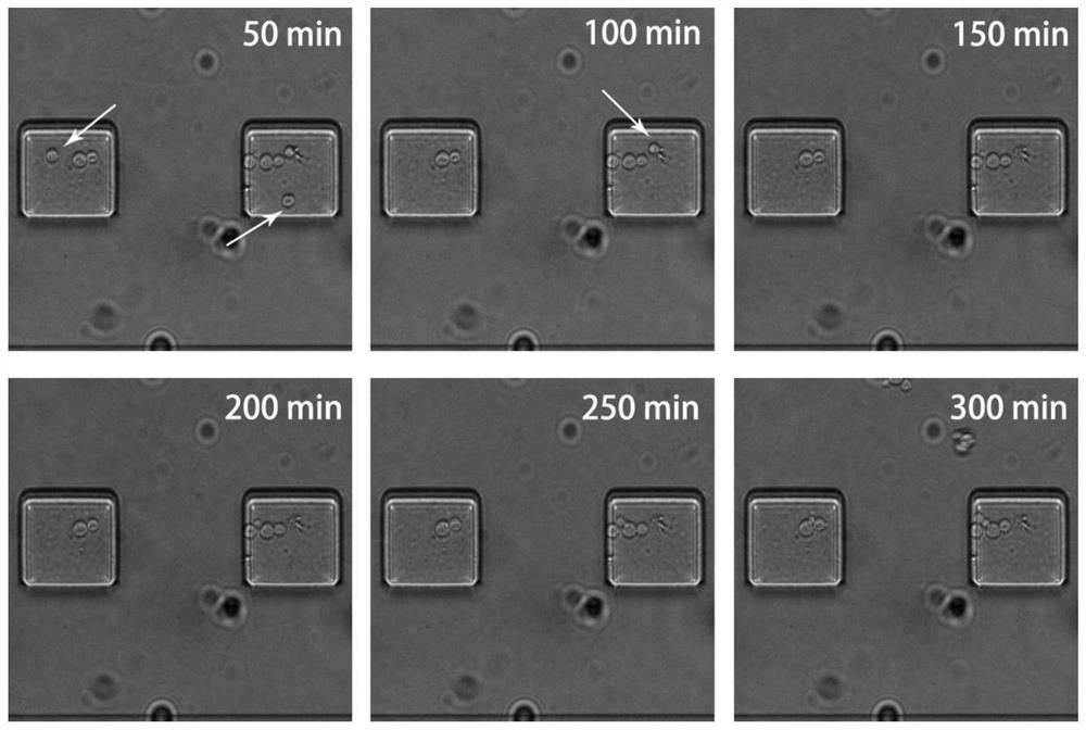 Micro-fluidic chip photostimulation device, yeast single-cell photoregulation gene expression method and application