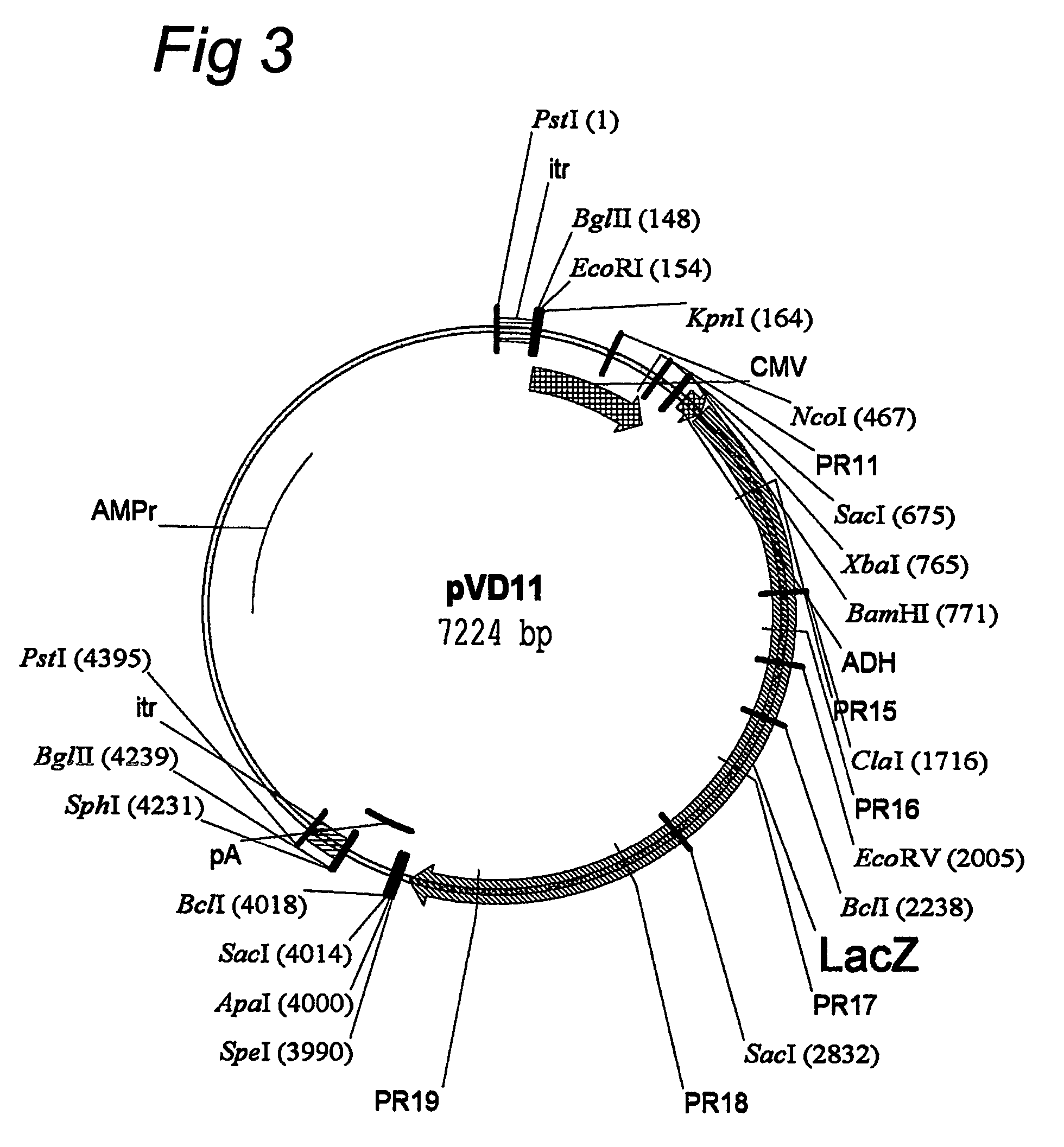 AAV vectors for in vivo gene therapy of rheumatoid arthritis