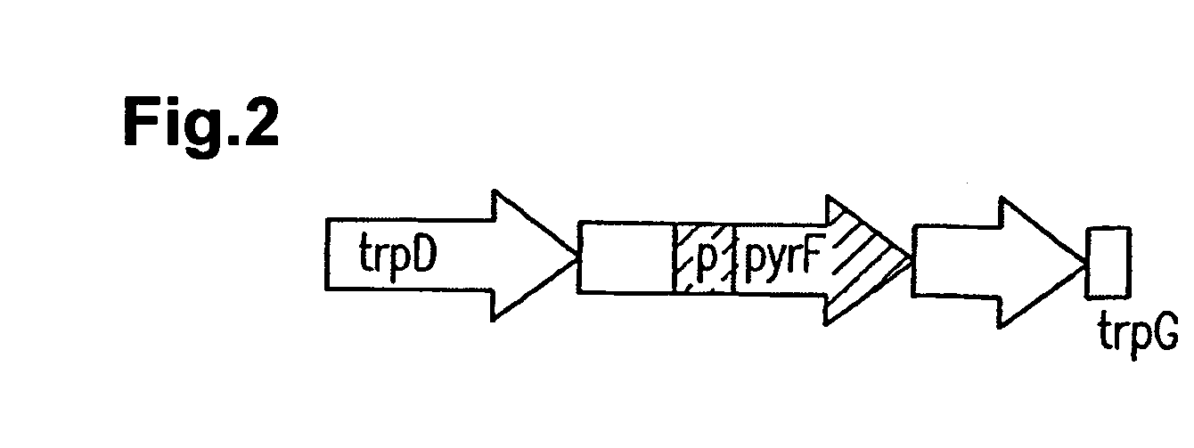 Method of targeted gene disruption, genome of hyperthermostable bacterium and genome chip using the same