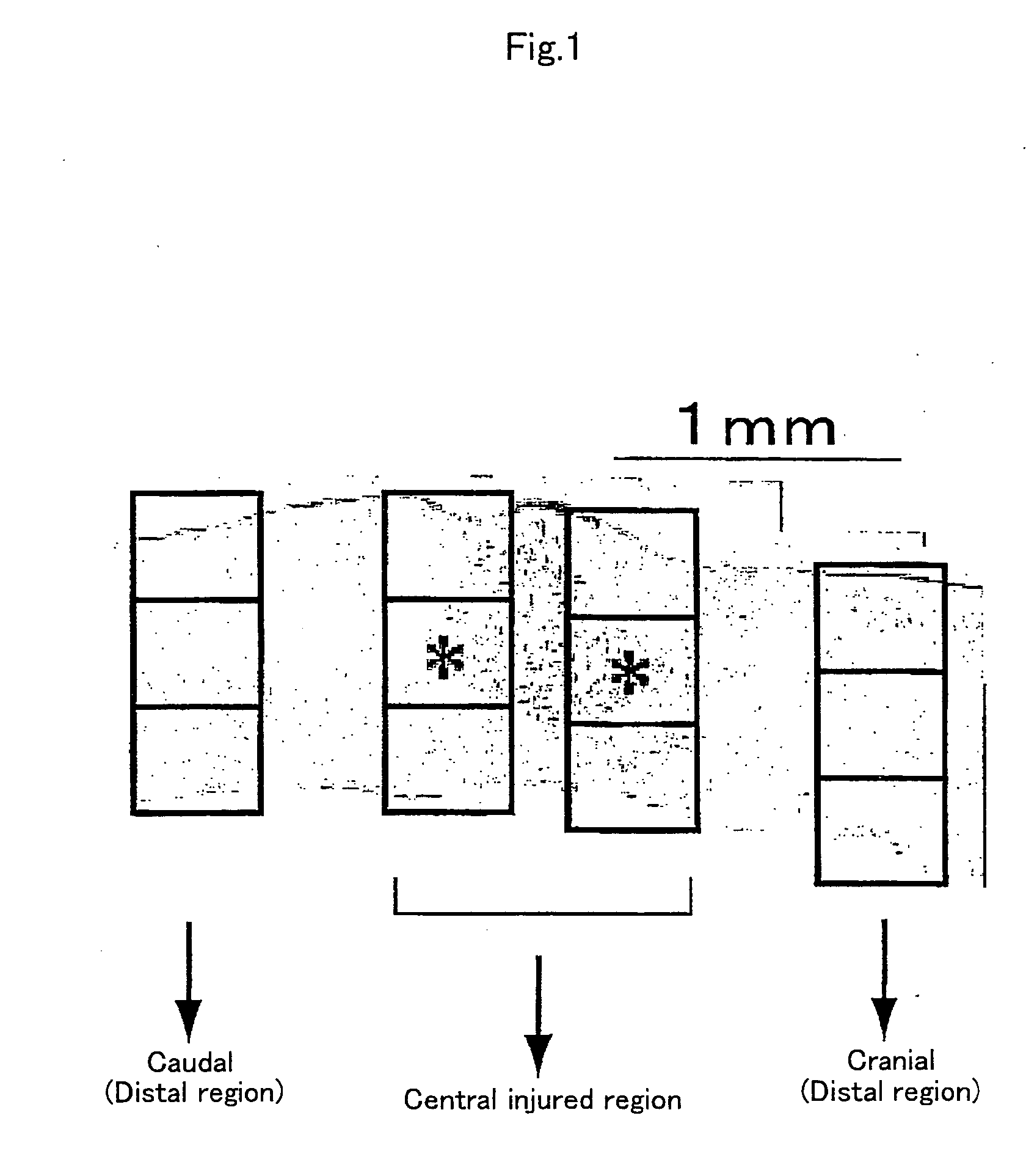 Method of inducing growth of nerve stem cells