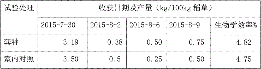 Cultivation method for implanting mulberry trees with straw mushroom