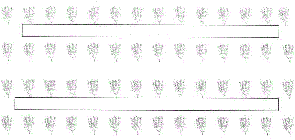 Cultivation method for implanting mulberry trees with straw mushroom