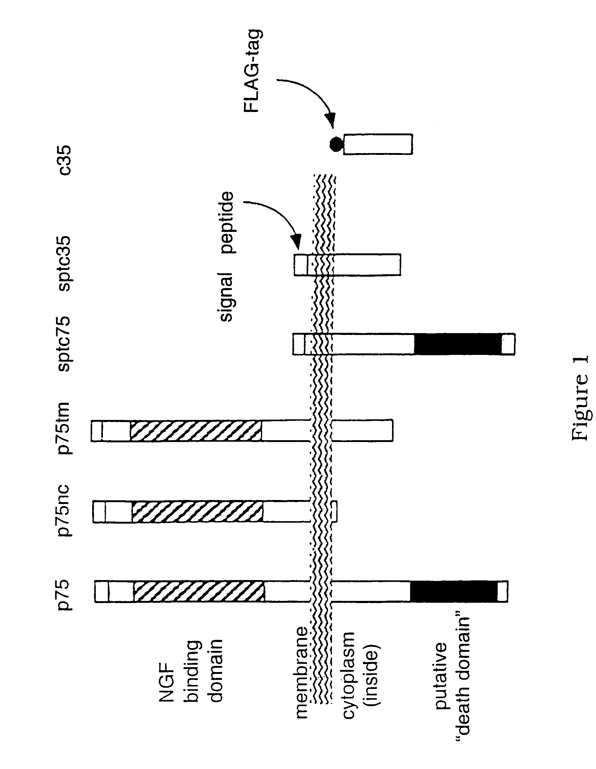 Method of modulating cell survival and reagents useful for same