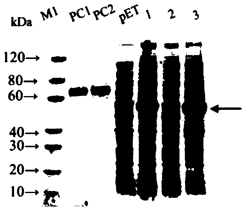 Non-toxic clostridium perfringens beta-toxin genetic engineering vaccine and production method thereof