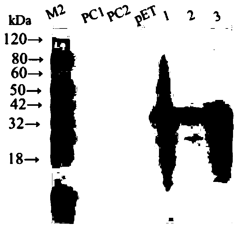 Non-toxic clostridium perfringens beta-toxin genetic engineering vaccine and production method thereof