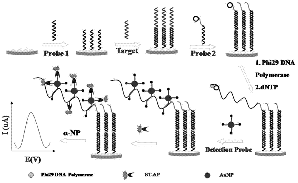 Method for detecting salmonella invA gene based on rolling circle amplification and gold nanoparticles