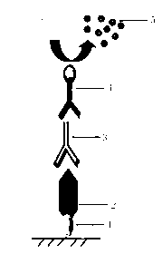 Apolipoprotein B nano antibody and coding sequence and application thereof