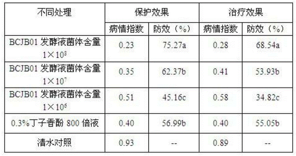 Biocontrol strain BCJB01 and application thereof