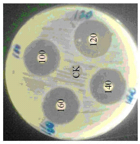 Bacillus pumilus E14, culturing method thereof and application