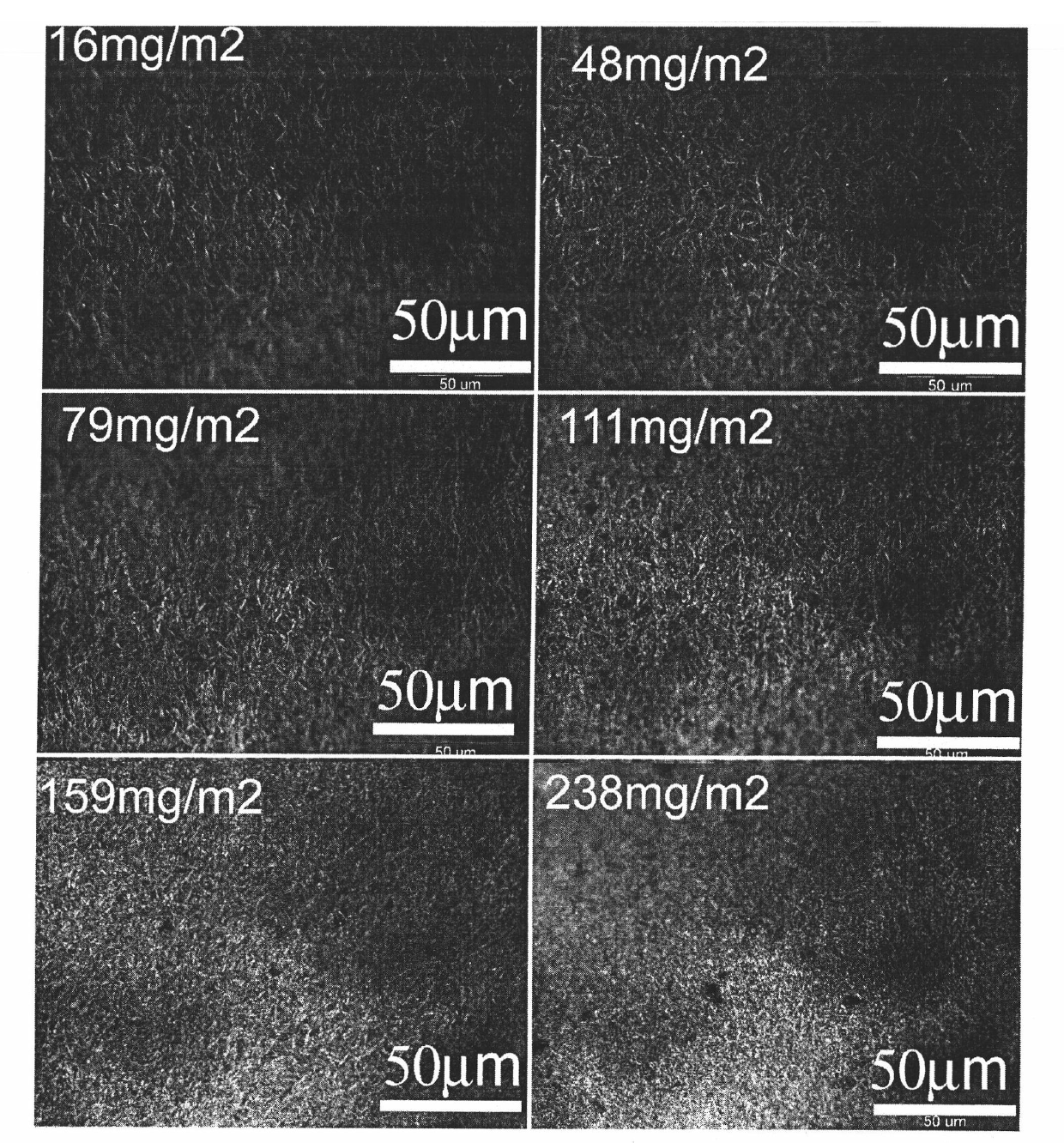 Silver nanowire-based transparent conductive thin film and preparation method thereof