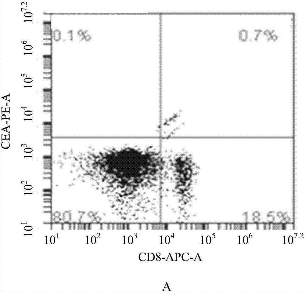 CD8&lt;+&gt; cytotoxic T lymphocyte for treatment of colorectal neoplasms and preparation method thereof