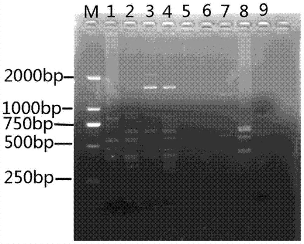 A kind of Moss dentata issr-PCR molecular marker method