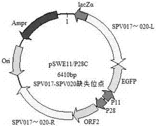 Recombinant porcine pox virus vector vaccine expressing porcine circovirus type 2 capsid protein