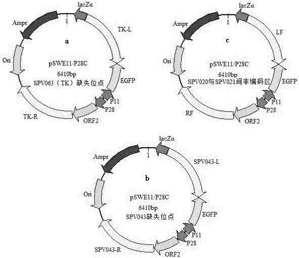 Recombinant porcine pox virus vector vaccine expressing porcine circovirus type 2 capsid protein