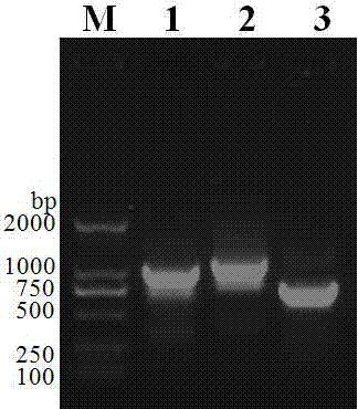 Recombinant porcine pox virus vector vaccine expressing porcine circovirus type 2 capsid protein