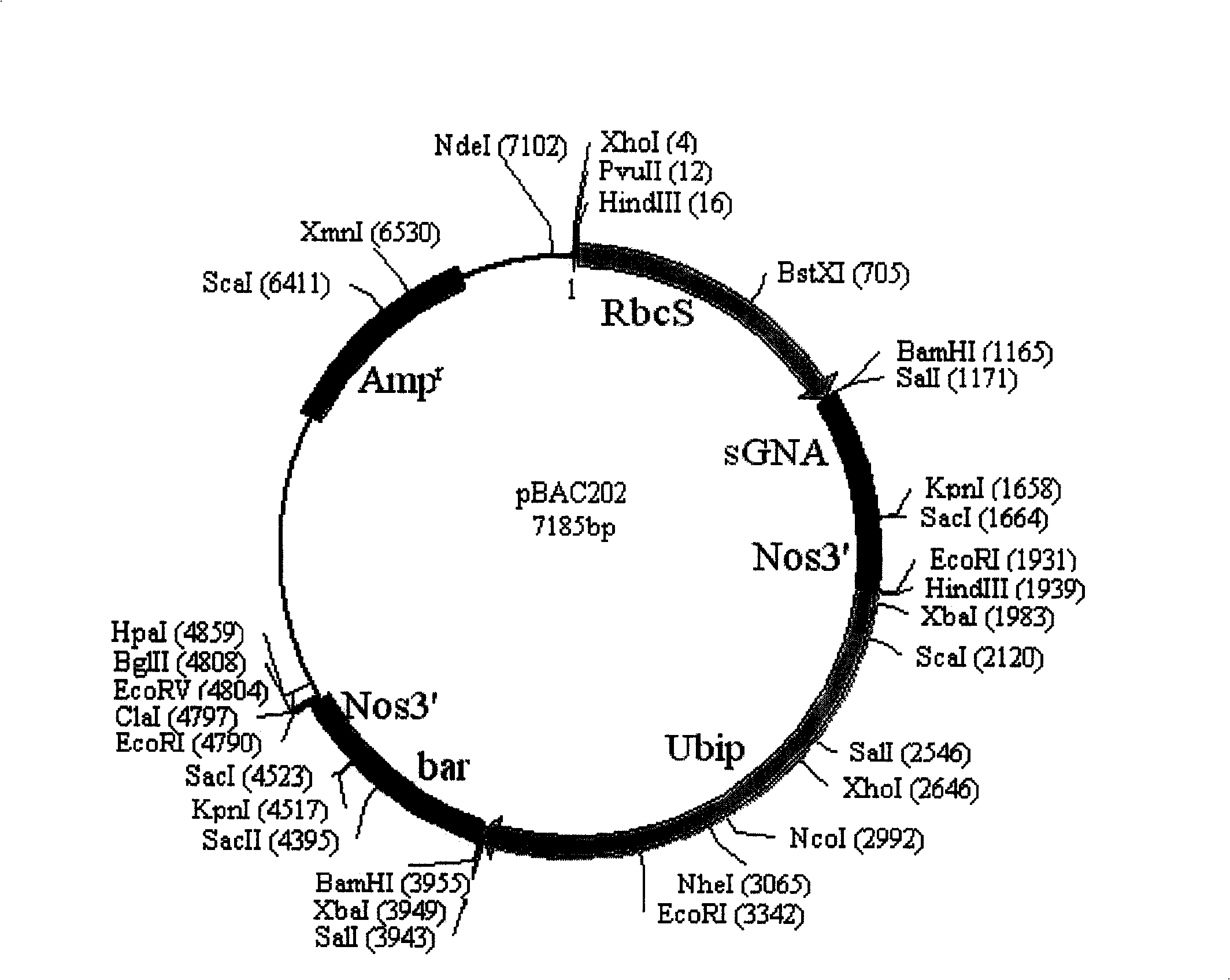 Method for cultivating pest-resistant wheat and its special-purpose gene