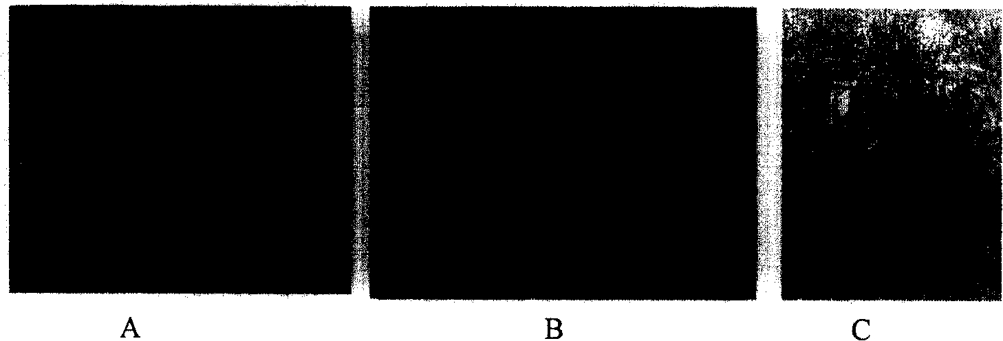 Method for cultivating pest-resistant wheat and its special-purpose gene