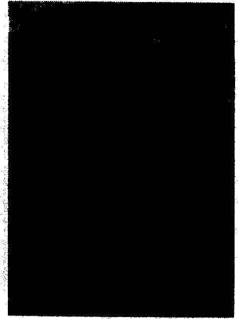 Method for cultivating pest-resistant wheat and its special-purpose gene