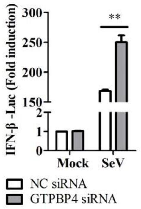 Application of gtpbp4 protein as immunosuppressant and construction of gtpbp4 knockdown or overexpression cell line